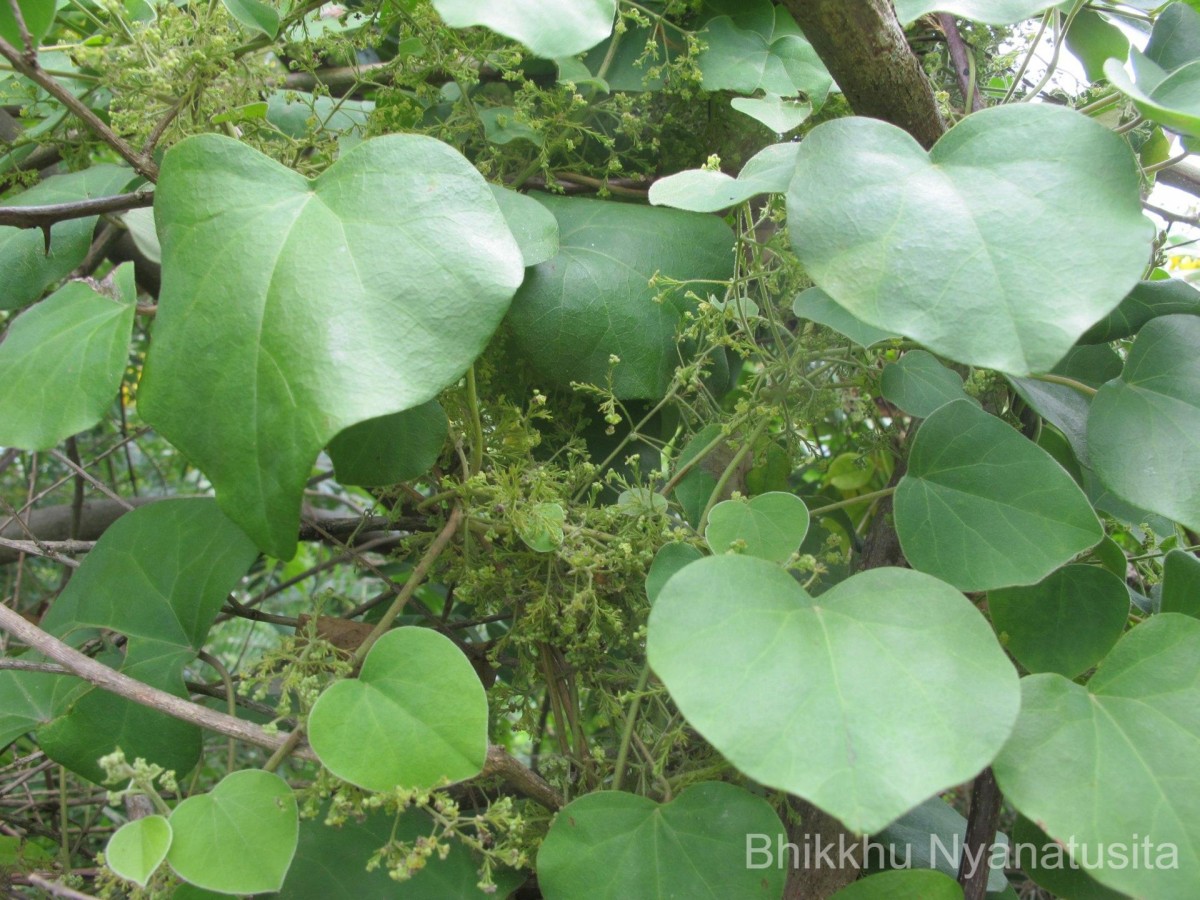 Cissampelos pareira L.